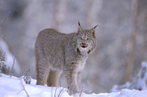 Lynx (Felis lynx) von Danita Delimont