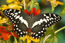 Washington Tropical Butterfly Photograph of Papilio demodocus the Orchard Swallowtail from Africa von Danita Delimont