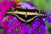 Washington Tropical Butterfly Photograph of Neotropical butterfly Papilio Thoas the Thoas Swallowtail von Danita Delimont