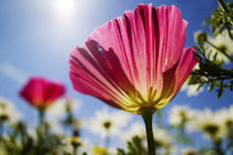 Close UP of California Poppy With Blue Sky von Danita Delimont