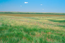 Grasslands near Ogallala with cattle grazing in the distance by Danita Delimont