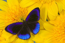 Eunica alcmena flora the Midnight Blue Butterfly from Peru von Danita Delimont