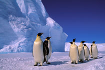 Emperor Penguins (Aptenodytes forsteri) von Danita Delimont