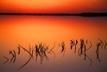 Silhouettes of dead tree branches protrude through water on Lake Apopka at sunset von Danita Delimont