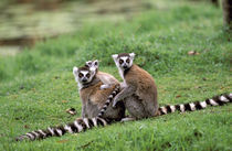 Ring-tailed lemur and young (Lemur catta) von Danita Delimont