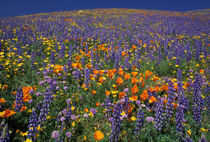 Poppies and lupine von Danita Delimont