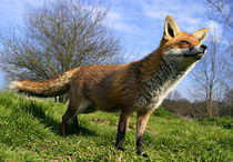 Red Fox (Vulpes vulpes) in British countryside by Danita Delimont