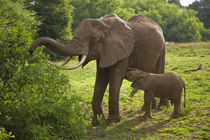 Elephant mother and calf at Lake Manyara NP von Danita Delimont