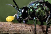 Large Euglossin bee with pollinarium of orchid on its forehead von Danita Delimont