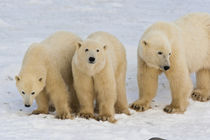 Polar bear mother with two cubs (Ursus maritimus) on frozen Hudson Bay von Danita Delimont