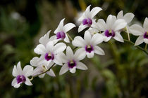 National Orchid Garden located within the Botanic Gardens by Danita Delimont