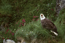 Unalaska Island Bald eagle (Haliaeetus leucocephalus) von Danita Delimont