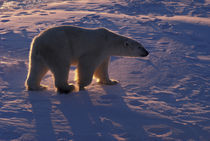 Adult male polar bear von Danita Delimont
