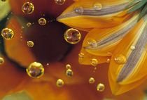 Petals on Mylar reflective surface with drops von Danita Delimont