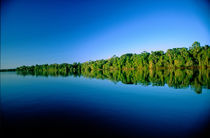 Forested river bank reflected in the water with no clouds in the sky von Danita Delimont