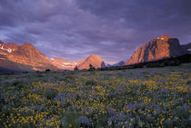 Many glaciers at sunrise von Danita Delimont