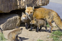 Red fox mother with kits von Danita Delimont