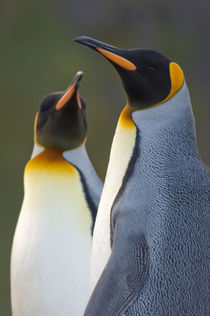King penguins (Aptenodytes patagonicus) head detail by Danita Delimont