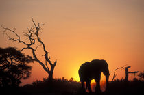 Setting sun lights Elephant (Loxodonta africana) near water hole in Savuti Marsh by Danita Delimont