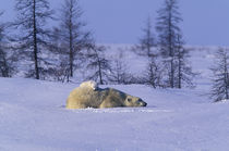 Polar Bear (Ursus maritimus) and cub by Danita Delimont