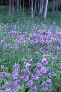 Hillberg Lake Wilderness Wild geraniums and Alaska birch von Danita Delimont