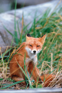 Red Fox close-up von Danita Delimont