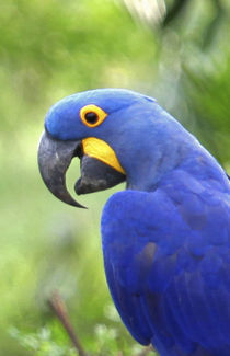 The endangered Hyacinth Macaw at home in the Pantanal by Danita Delimont