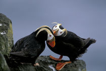 Tufted puffins (Fratercula cirrhata) preen on a cliff by Danita Delimont