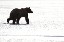 Girzzly bear silhouette while walking in water by Danita Delimont