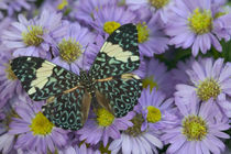 Hamadryas arinome the Starry Night Butterfly by Danita Delimont