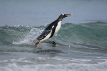 Falkland Islands von Danita Delimont