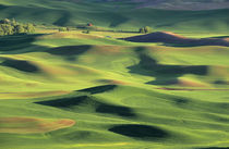 View from Steptoe Butte von Danita Delimont