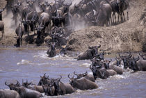 Wildebeest in migration von Danita Delimont