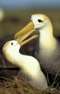 Waved Albatross pair by Danita Delimont