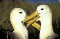 Waved Albatross pair von Danita Delimont