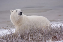 Polar Bear (Ursus maritimus) in Churchill Manitoba Canada by Danita Delimont