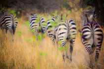 zebra in the wilderness 11 by Leandro Bistolfi