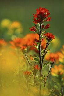 Close-up of Red Indian paintbrush flower in springtime by Danita Delimont