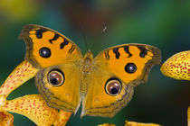 Tropical Butterfy photograph of Junonia almana the Peacock Pansy Butterfly by Danita Delimont