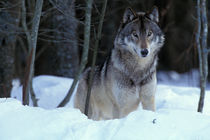 Grey wolf (Canis lupus) by Danita Delimont