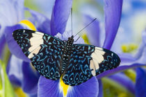 Sammamish Washington Tropical Butterflies photograph Hamadryas arinome the Starry Night Butterfly and Dutch Iris by Danita Delimont