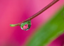 Reflecting flower in drop by Danita Delimont