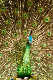 Peacock displaying feathers by Danita Delimont
