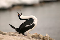 Antarctica Penninsula - Mating Behavior by Danita Delimont