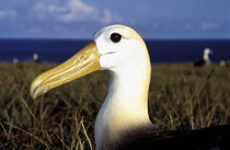 Waved Albatross (Punta cavalios) by Danita Delimont