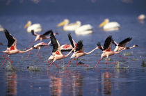 Lesser Flamingos running on water taking flight by Danita Delimont