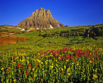 Alpine wildflowers at Logan Pass in Glacier National Park in Montana von Danita Delimont