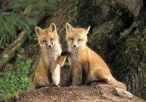 Red Fox pup in front of den (Vulpes vulpes) by Danita Delimont