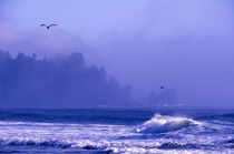 Fog veils Pacific Ocean coast headlands at Second Beach von Danita Delimont