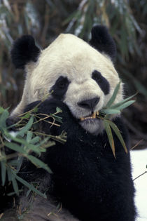 Giant Panda feeds on bamboo by Danita Delimont
